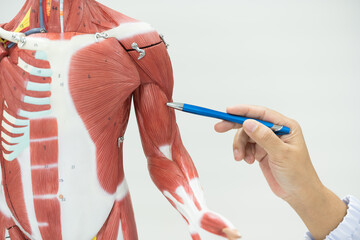 Wall Mural - Physiotherapist explaining muscle injury to athlete.Doctor explains the musculoskeletal system to the patient on white background.Medical education concept.