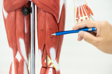 Wall Mural - Physiotherapist explaining muscle injury to athlete.Doctor explains the musculoskeletal system of office syndrome and pointing to the muscle model on white background.Medical education concept.