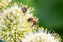 Close-up Of Two Bees Pollinating Onion Flowers In Vegetable Garden On Green Background. New Harvest. Environmentally Friendly Products. Locally Grown. Selective Focus, Defocus