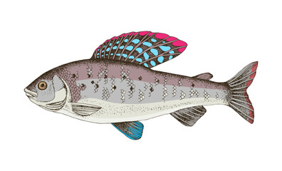 Canvas Print - Arctic grayling, freshwater fish in side view