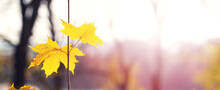 Autumn Forest With Yellow Maple Leaves On A Young Thin Tree On A Sunny Day, Copy Space