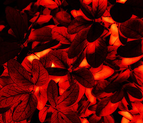 Wall Mural - Beautiful abstract color pink flowers on black background, light red flower frame, red leaves texture, pink background, valentines day, love theme, flora texture 
