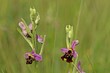 Hummel-Ragwurz (Ophrys holoserica) mit Eulenraupe
