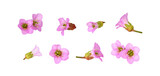 Fototapeta Motyle - Set of pink flowers of bergenia crassifolia isolated on white or transparent background