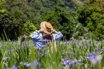 Wall Mural - Woman visit the flower field with iris tectorum flower