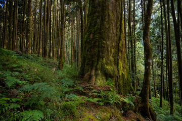 Wall Mural - forest landscape in alishan national forest recreation area