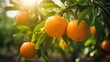 beautiful ripe big orange with light glow , Generative Ai	
