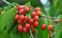 On A Tree Branch, Ripe Berries Sweet Cherry (Prunus Avium)