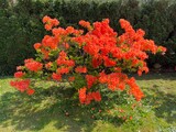 Fototapeta  - kwitnący krzew azalia