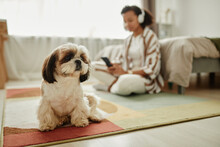 Portrait Of Cute Shih Tzu Dog Sitting On Carpet And Looking At Camera With Young Woman In Background, Copy Space