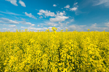 Poster - a field with flowering rapeseed on a sunny day