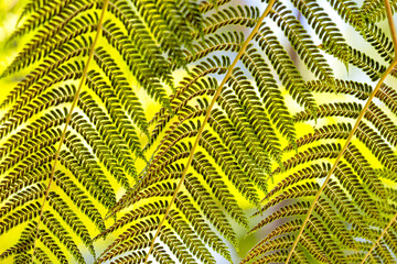 Poster - beautiful background of fern leaves close up