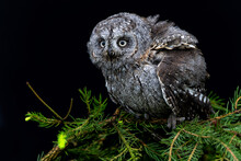 Eurasian Scops Owl (Otus Scops) Also Known As The European Scops Owl Or Scops Owl Sitting On A Branch In The Netherlands