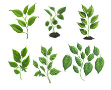 Green Twigs Of Seedlings With Green Leaves. PNG Illustration