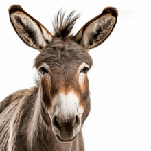 Closeup Of A Donkey's (Equus Africanus Asinus) Face