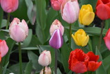 Fototapeta Tulipany - Timeless Tulips: A Colorful Symphony of Spring