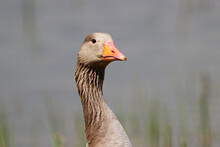 Goose Close Up, Funny Photo Of A Greylag Goose Looking Towards The Camera And Thinking...