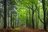 Fototapeta  - Wiosenny, zielony las o poranku we mgle