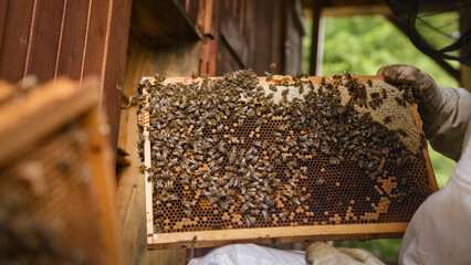 Wall Mural - Beekeeper doing a hive inspection, carefully taking hive frames and checking bees and honeycomb. Hobby beekeeping concept.