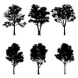 A selection of hardwood tree silhouettes on a transparent background. Set for composition, applications and design