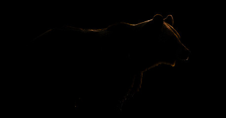 Wall Mural - brown bear contour on black background
