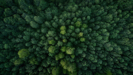 Aufkleber - Aerial view of green summer forest with spruce and pine trees forest view from above, aerial top view with copy space design for web banner