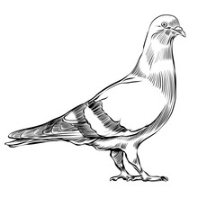 High Detail Realistic Pigeon - Outline - Vector Drawing Sketch Illustration