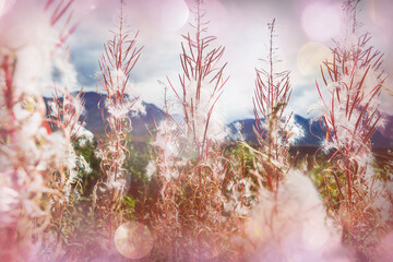 Canvas Print - Flowers in Alaska