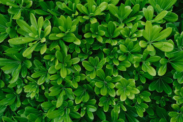 Wall Mural - bright green shrub leaves