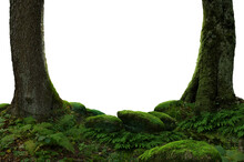 Mossy Trees, Mossy Stones, Forest Isolated On PNG Background. Composition Framed By Trees