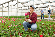 Female Chief Agronomist Of Wholesale Base Of Ornamental Plants Inspects Young Large - Flowered Geranium Seedlings Before Sending Them To Customer. Wholesale Supplies From Direct Manufacturer