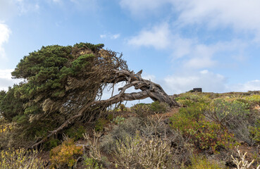 Wall Mural - EL Hierro, juniper bent by the wind.