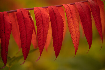 Wall Mural - Line of Sumac Leaves In Autumn