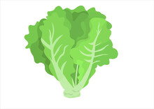 Vector Illustration Of Lettuce Leaves, Fresh Vegetables