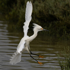 Sticker - Great egret landing, seen in the wild in a North California marsh 