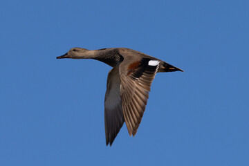 Canvas Print - Gadwall  flying, seen in the wild in North California