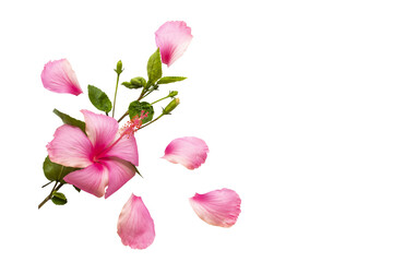 Wall Mural - pink flowers hibiscus local flora of asia arrangement flat lay postcard style