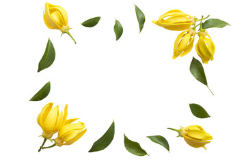 Wall Mural - yellow flowers ylang ylang local flora of asia arrangement flat lay postcard style 