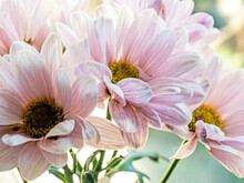 Bouquet Of Delicate Pale Pink Chrysanthemums, Macro
