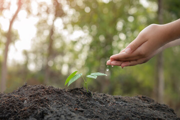 Wall Mural - hands holding plant with soil.World environment day and sustainable environment concept. child hand watering young tree. ecology. Teamwork protecting and reduce global warming earth.