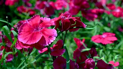 Wall Mural - Red Turkish carnation flower with a green leaves on background
