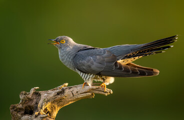 Canvas Print - Common cuckoo bird close up ( Cuculus canorus )