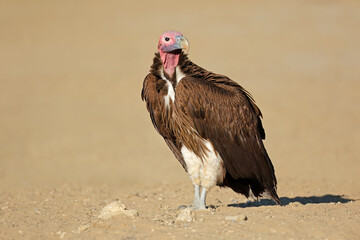 Wall Mural - a lappet-faced vulture (torgos tracheliotus) sitting on the ground, south africa.