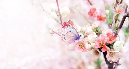 Aufkleber - Horizontal banner with Japanese Quince flowers (Chaenomeles japonica) of pink color and butterfly on sunny backdrop. Nature spring background with a branch of blooming Quince