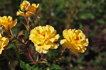 Sticker - Flower in garden of Rotorua, New Zealand