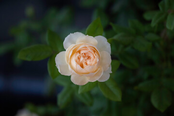 Wall Mural - Close up orange rose flower in roses garden