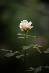 Wall Mural - Close up orange rose flower in roses garden