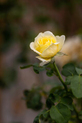 Wall Mural - yellow rose flower in roses garden