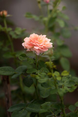 Wall Mural - orange rose flower in roses garden