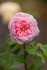 Wall Mural - Close up Pink rose in the garden